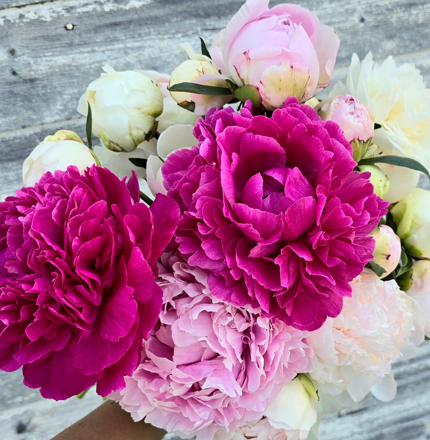 Spring Subscription