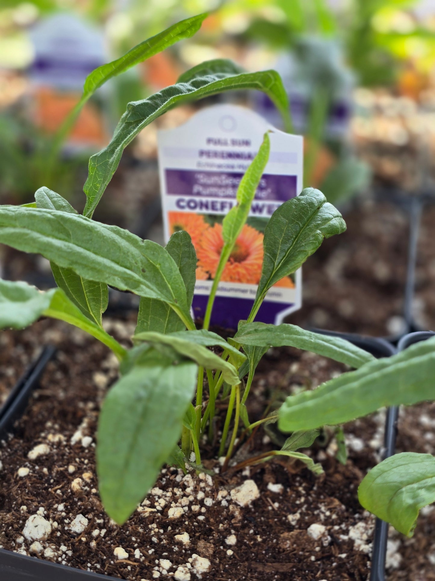 Echinacea Seedlings