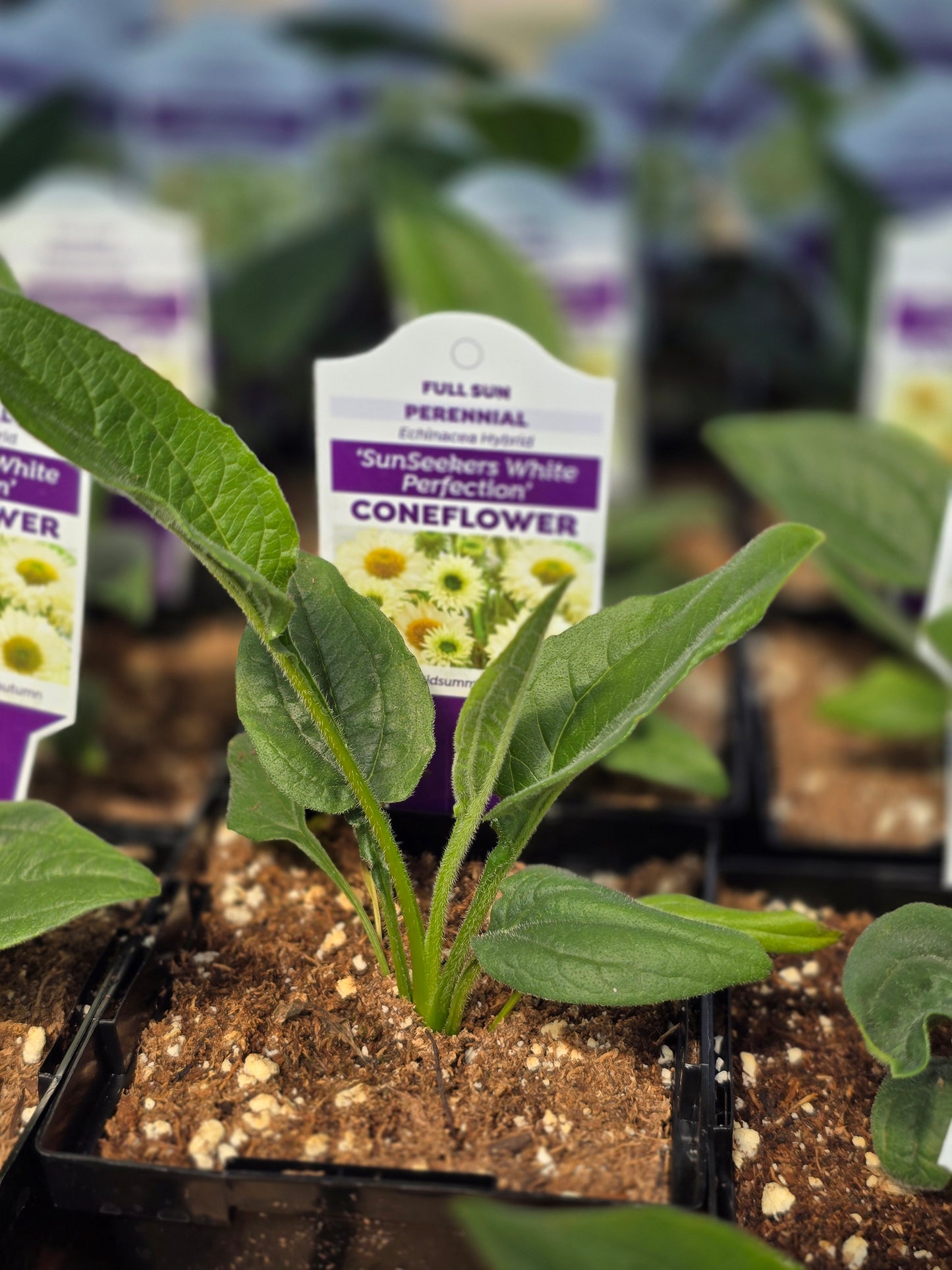 Echinacea Seedlings