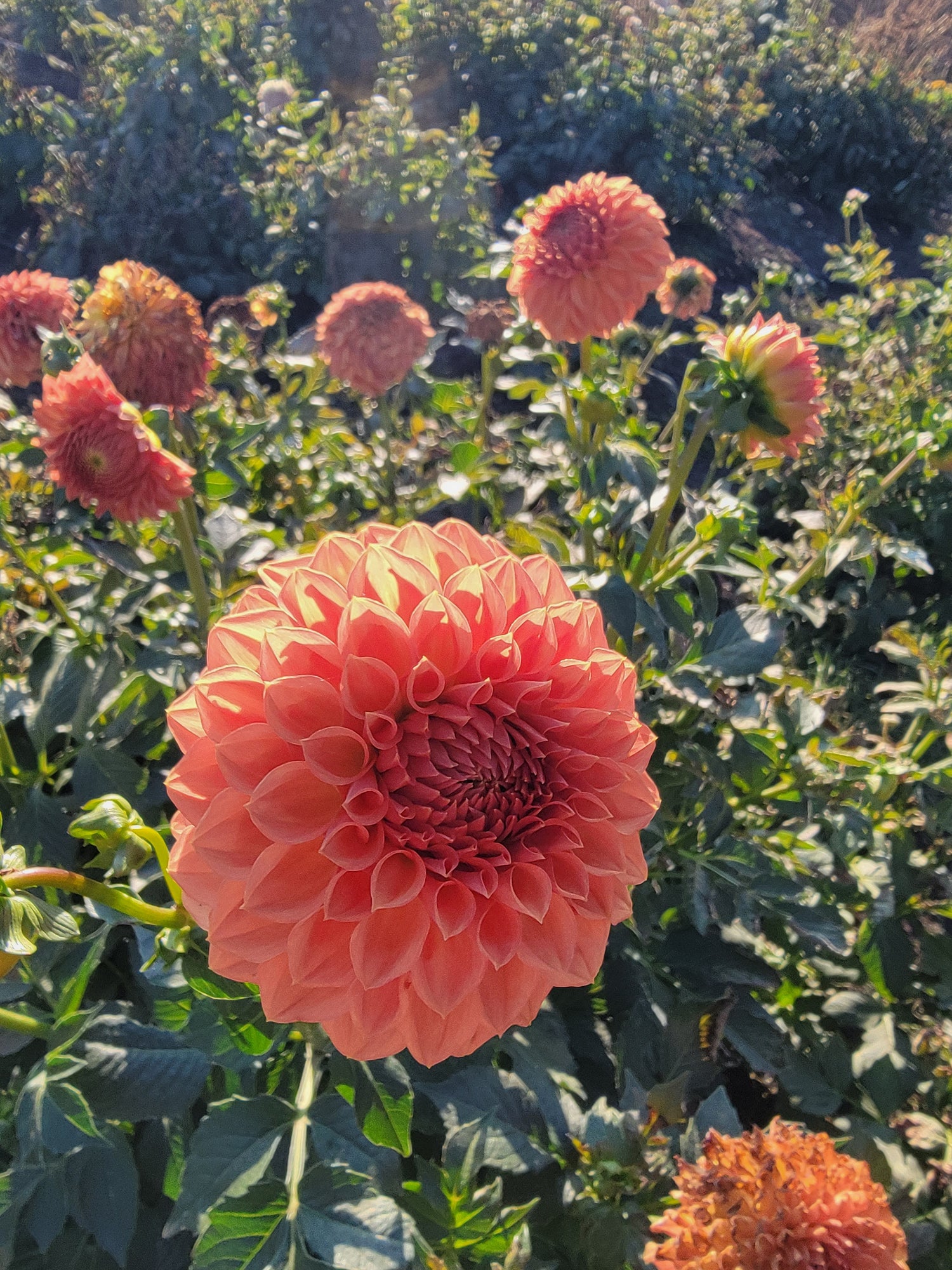 Dahlia Tubers