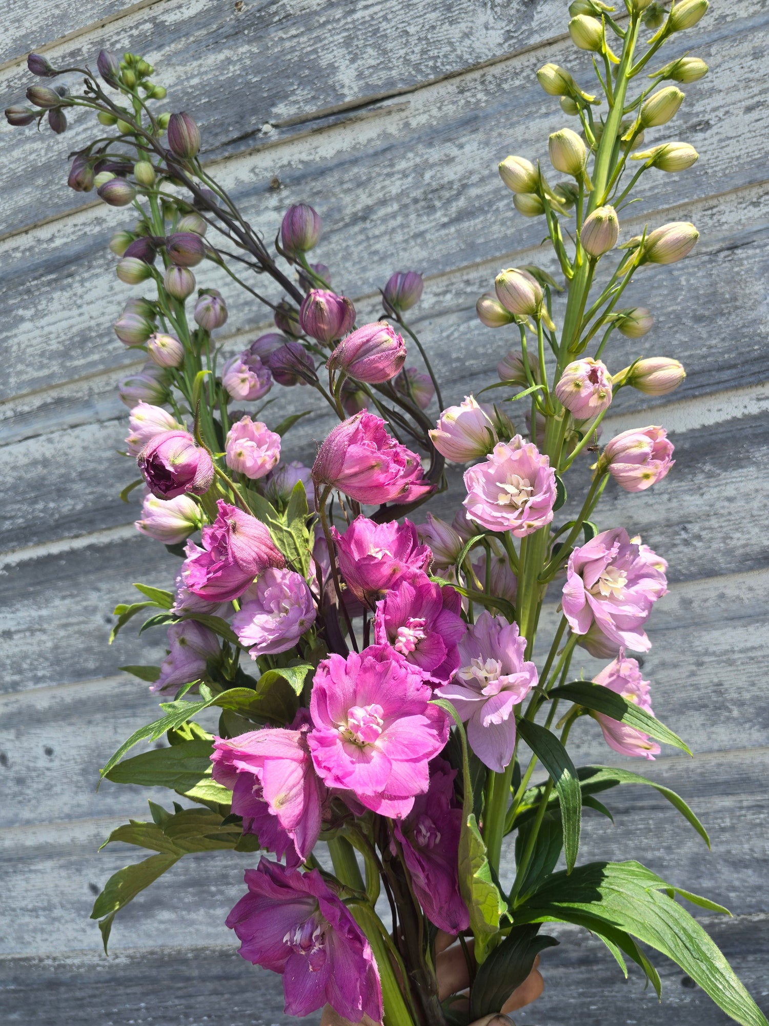 Delphinium